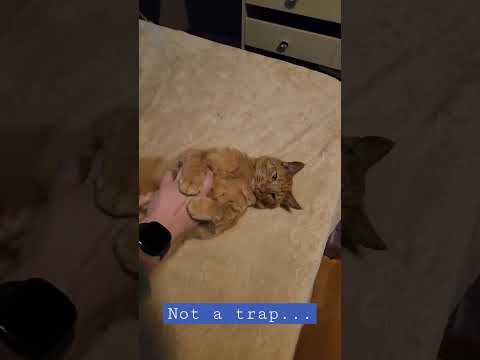 Apollo wants belly rubs!