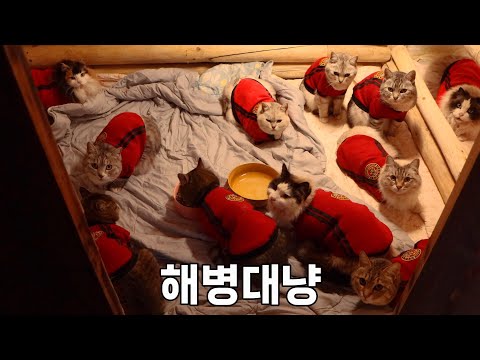 해병대 11냥이들 추위 따위에 지지 않음