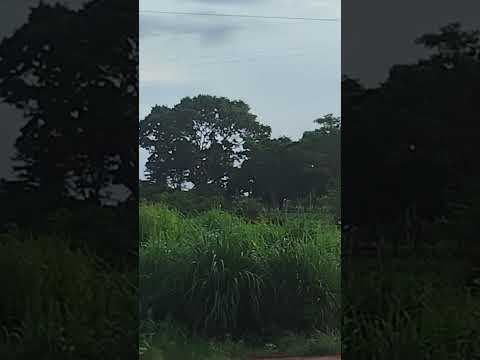 Floresta amazônica entre Conceição do Araguaia e Redenção...