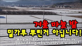 마늘밭에 왜 하얀이불을 덮을고?  Why white nonwoven fabric is applied to g…