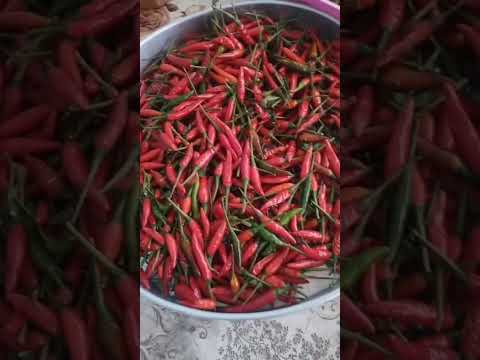pimenta malagueta #tocantins #combinado