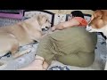 Bap Re Aaj To Had Ho Gai Kitane Bukhe Hai Ye Stick Khaane Ko Videos