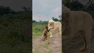 Download lagu Singa Albino Ini Anggap Anjing Sebagai Ibu Kandungnya! #KisahEmosional #shortsviral mp3 Download lagu Singa Albino Ini Anggap Anjing Sebagai Ibu Kandungnya! #KisahEmosional #shortsviral mp3