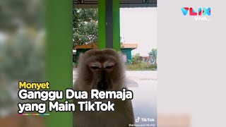 Download lagu Dasar Monyet! Dua Remaja Asyik TikTokan Malah Diganggu mp3 Download lagu Dasar Monyet! Dua Remaja Asyik TikTokan Malah Diganggu mp3