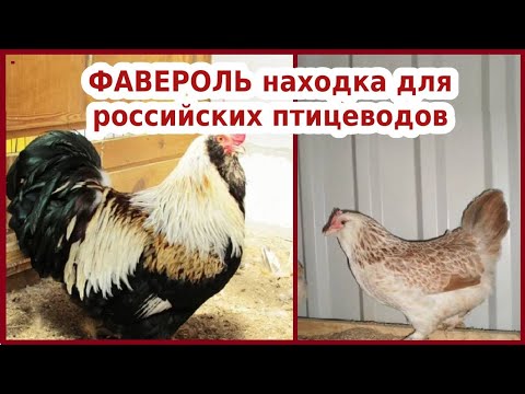 , title : 'ФАВЕРОЛЬ находка для российских птицеводов'