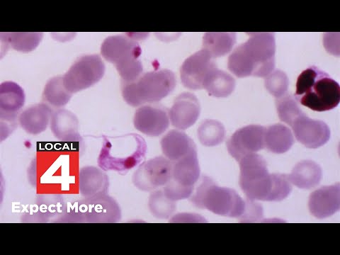 CDC warns Chagas disease is now endemic in US