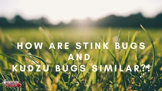 How Are Stink Bugs & Kudzu Bugs Similar?!