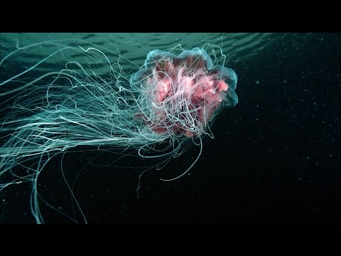 Video thumbnail for Aquatilis