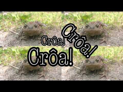 Un crapaud qui crapote