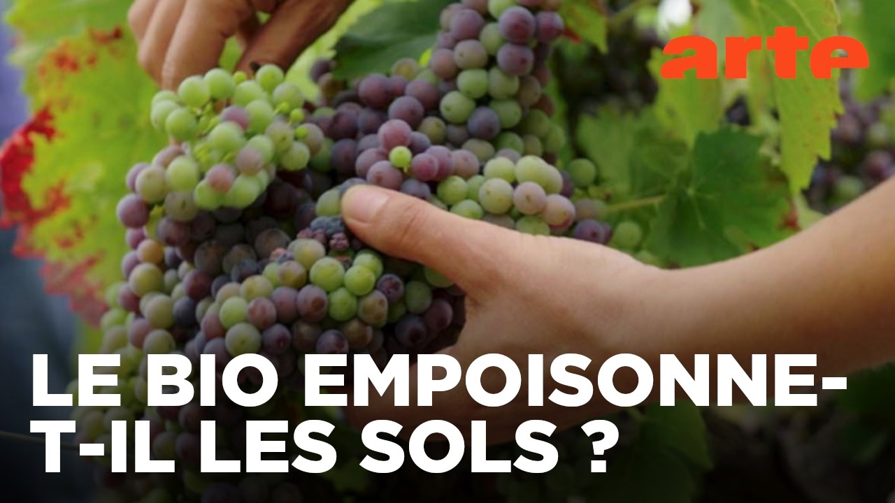 Le vin bio, vraiment bio ? | Documentaire | ARTE
