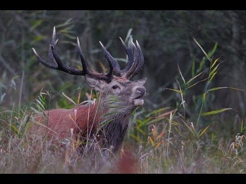 red stag hunting in Poland ; Hjortejagt i Polen