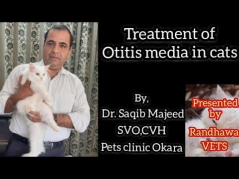 Treatment of Otitis media in Cats