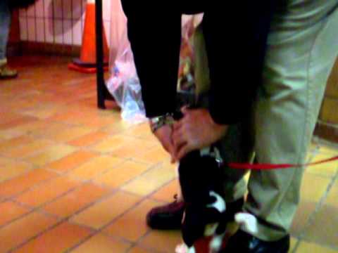 Cute Hound Dog Puppy Union Station Toronto Canada The Idea Girl