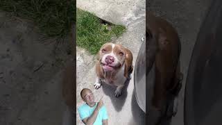 Download lagu Sorriso de quem aprontou 🤣 #pets #cachorro mp3