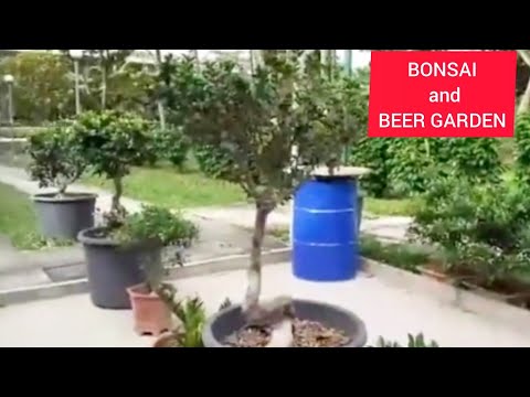 BONSAI AND BEER GARDEN IN SINGAPORE