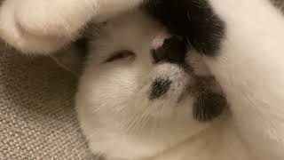 いびきかいてるうめち