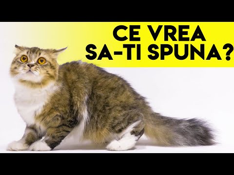 , title : 'Limbajul Trupului La Pisici - Afla Ce Vrea Pisica Ta Sa Iti Spuna'