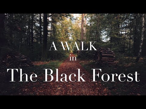 A Walk in the Black Forest (4k)