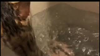 【動物虐待】お風呂に沈められる猫