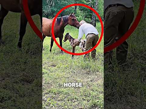 ​How Did The Mother Horse Thank the Old Man #horse