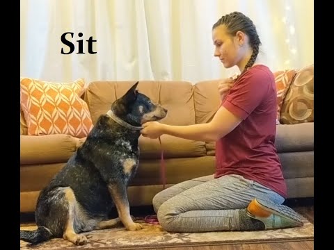 Part 2 - Sit - Teaching an older dog basics/foundations commands