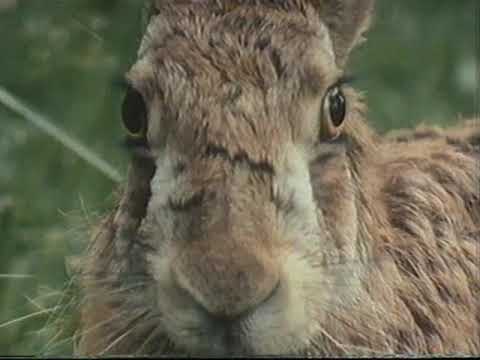 Tierportrair Feldhase - Tierdoku - PAL - ZDF