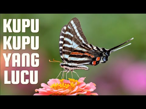 Kupu Kupu Yang Lucu | Lagu Anak Indonesia Populer