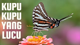 Download lagu Kupu Kupu Yang Lucu | Lagu Anak Indonesia Populer mp3 Download lagu Kupu Kupu Yang Lucu | Lagu Anak Indonesia Populer mp3