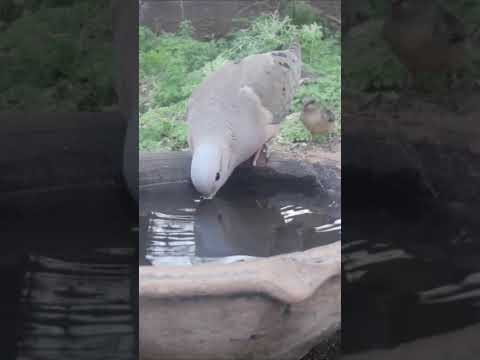 Birdday 196 Torcaza Torcacita 1409 2025
