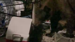 preview picture of video 'Lake Arrowhead Bear Attacks Trash | Big Black Bear in Lake Arrowhead | Kuffel Canyon Trash Eater'