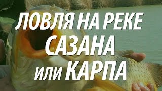 Ловля сазана осенью на бойла