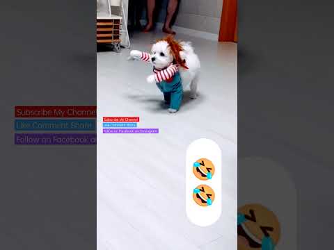 Who Let the Dog's Out || Cute Dogi Performance HaHaHaHa🤣🤣🤣🤣 #dog #dogs #happy