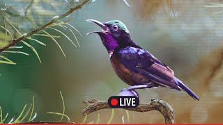 Download lagu 🛑Suara Alam Burung Kolibri - Suara Burung yang Menenangkan untuk Tidur, Suara Burung Berkicau yang Menenangkan, Suasana ASMR mp3 Download lagu 🛑Suara Alam Burung Kolibri - Suara Burung yang Menenangkan untuk Tidur, Suara Burung Berkicau yang Menenangkan, Suasana ASMR mp3