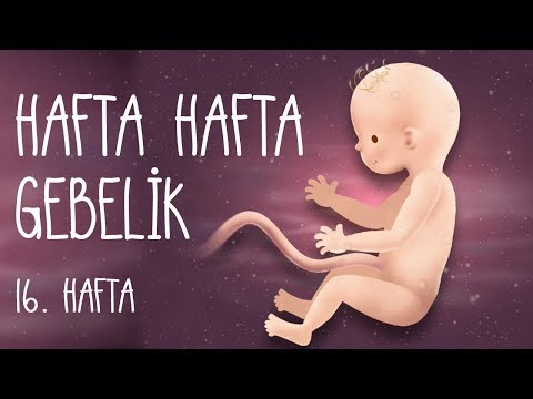 Hafta Hafta Gebelik 16. hafta