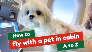 HOW TO FLY WITH A DOG IN CABIN A to Z (to Portugal with TAP) #dog #puppy