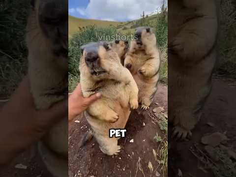 Can Cute Marmots Actually Be Pets? 🐾