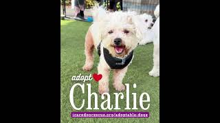 Video preview image #1 Poodle (Miniature)-Unknown Mix Puppy For Sale in Corona, CA, USA