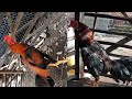 Ayam Bangkok Yang Punya Pukulan Mematikan Ayam Bangkok Pukul KO
