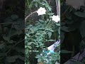 Flowers Garden Home Garden Gardening Thottam Flowers Flowers