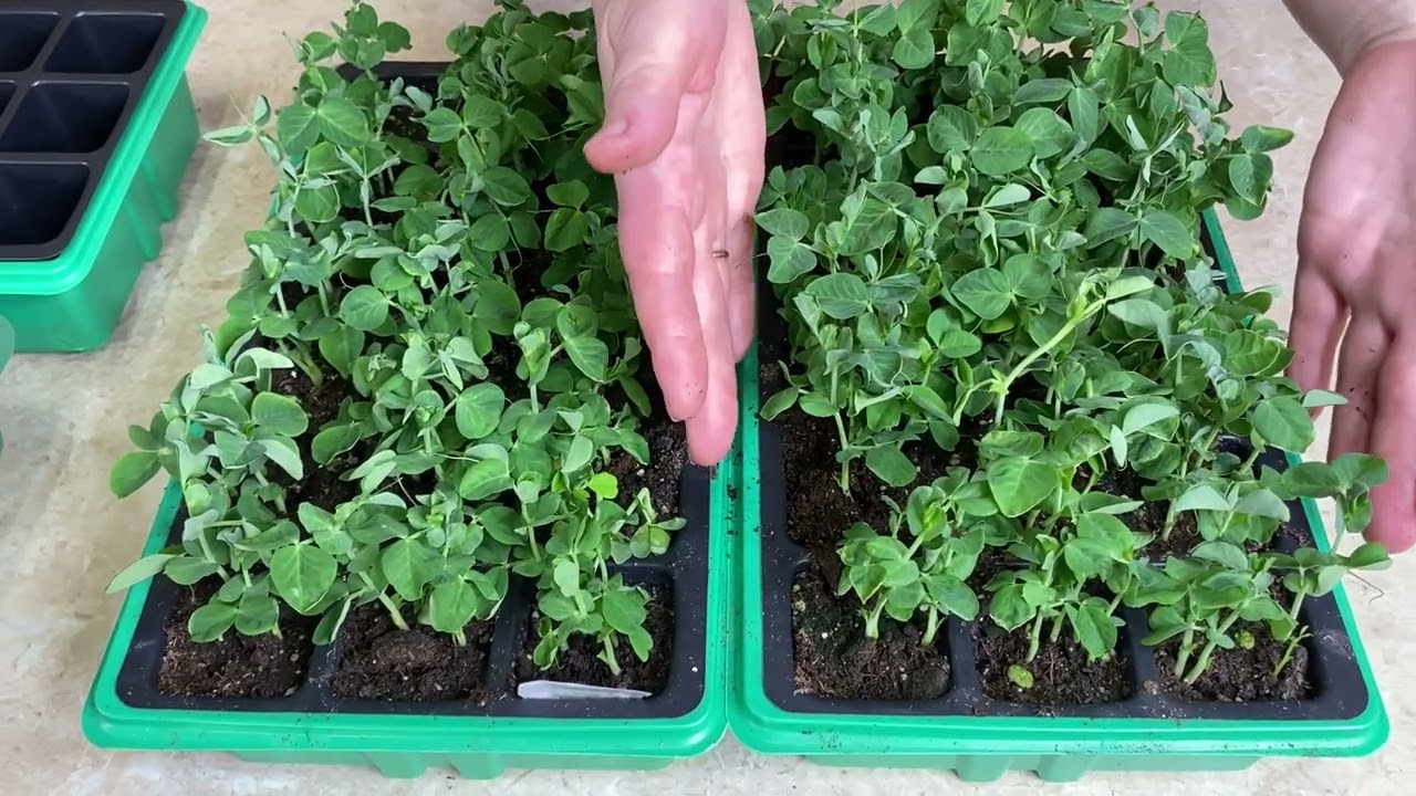 рассада гороха вытянутая. рассада гороха в стаканчике. всходы душистого горошка. душистый горошек ростки. всходы рассады гороха.