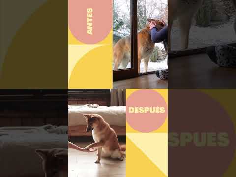 Videos De Risa De Animales 2023 - Perros y Gatos Chistosos - Videos De Animales Graciosos #6 #shorts
