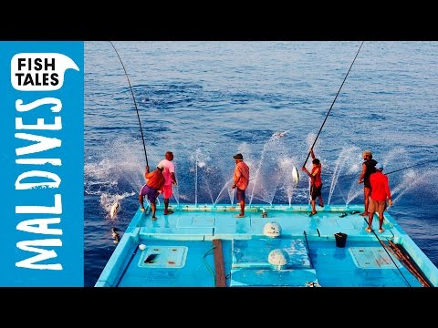 Pêche durable au thon à la canne aux Maldives | Bart's Fish Tales