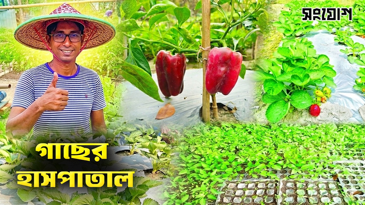 গাছপালার ব্যতিক্রমী হাসপাতাল বিষমুক্ত সবজি চাষে কৃষকদের ফ্রি চিকিৎসা
