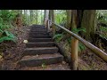 Walking the Autumn Forest Trails of North Cascades   4K Virtual Hike with Relaxing Forest Sounds
