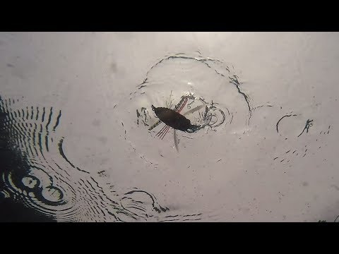 Воблеры DUO Realis Shinmushi