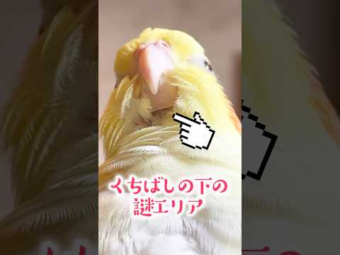 園芸 オウムのくちばし、ロティエ・ド・ベルトロ