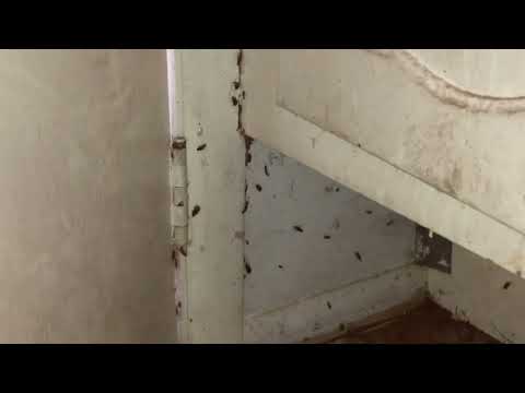 Cockroaches Take Over Abandon Apartment in Old Bridge, NJ