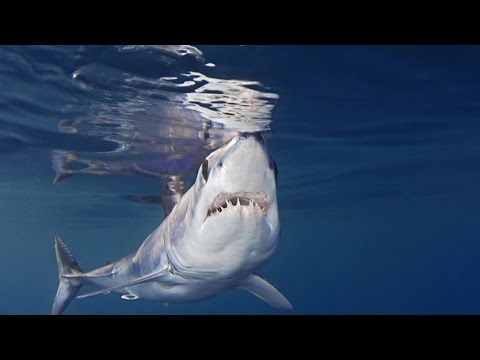 HD! Expedition Mittelmeer - Jäger [Doku]