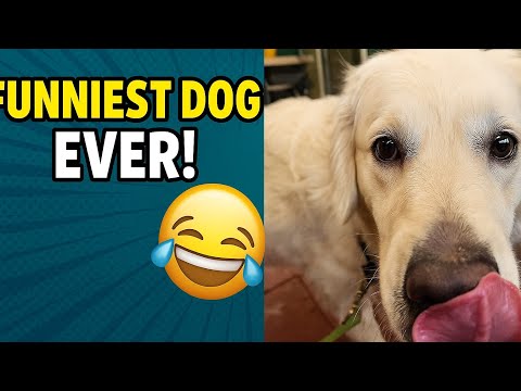 Faya the Golden Retriever Being the Cutest Goofball Ever 🐶❤️ | Funny Dog Compilation