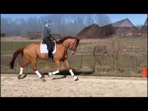 Leichtrittiger Dressurnachwuchs